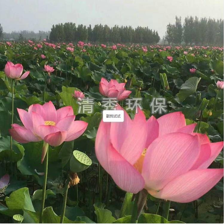 荷花苗種植各方面的要求有哪些？